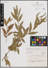 Foto von Salix excelsa S. G. Gmel.
